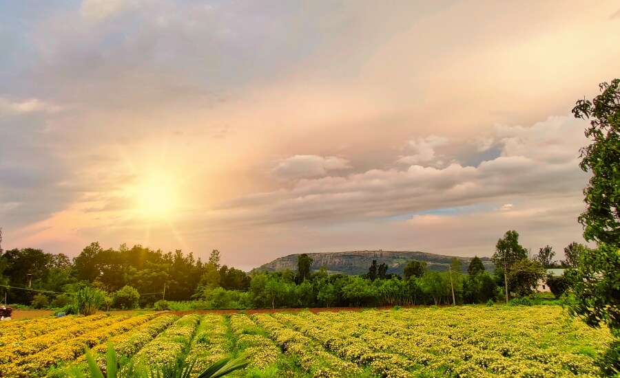 agricultural